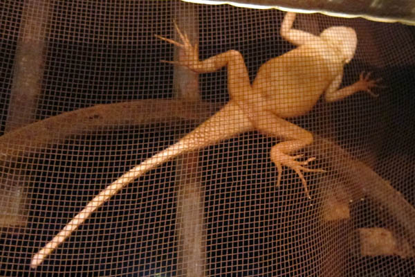 Lizard on the window screen